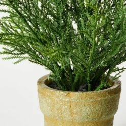 Small Potted Cyprus - Threshold™ Designed With Studio McGee -Home Series GUEST 54096500 37dc 4b77 a920 a283c8e88bb1